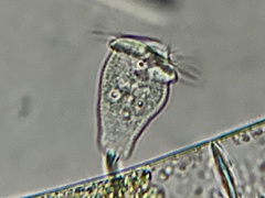 Sessilida