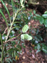 Freycinetia
