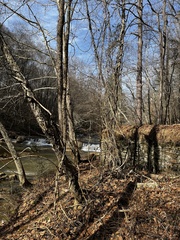 Celastrus orbiculatus