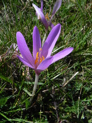 Colchicum lusitanum