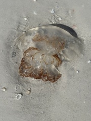 Rhopilema verrilli