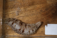 Holothuria pardalis