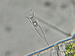 Salpingoeca gracilis