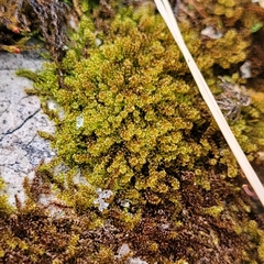 Campylophyllum halleri