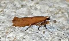 Ypsolopha ochrella