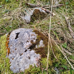 Campylophyllum halleri