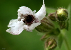 Microbotryum lychnidis-dioicae