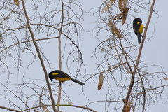 Icterus prosthemelas