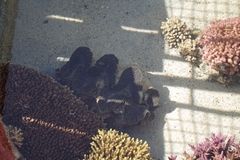 Tridacna squamosina