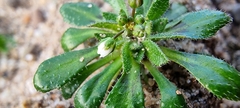 Draba verna