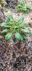 Draba verna