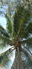 Cocos nucifera