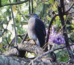 Accipiter tachiro