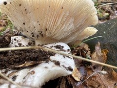 Russula brevipes