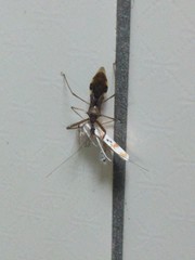 Epidaus