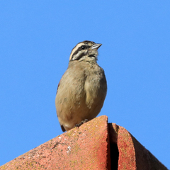 Emberiza capensis