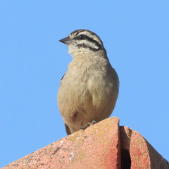 Emberiza capensis