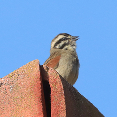 Emberiza capensis
