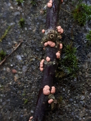 Nectria cinnabarina