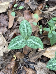 Trillium underwoodii