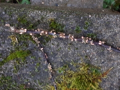 Nectria cinnabarina