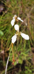 Moraea brevistyla