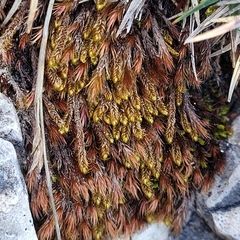 Campylium bambergeri