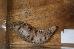 Holothuria pardalis