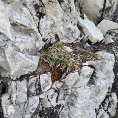 Campylium bambergeri