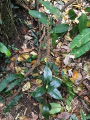 Hetaeria oblongifolia