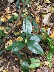 Hetaeria oblongifolia