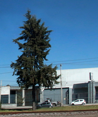Cupressus lusitanica