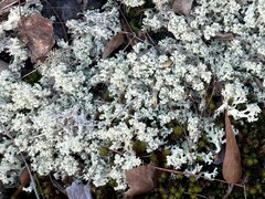 Cladonia caroliniana