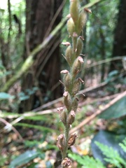 Hetaeria oblongifolia