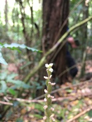 Hetaeria oblongifolia