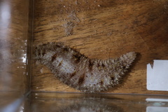 Holothuria pardalis