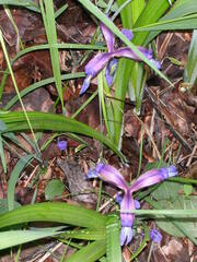Iris graminea