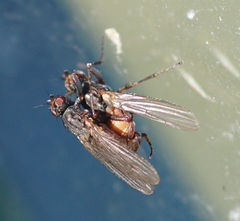 Sphaeroceroidea