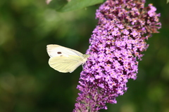 Pieris brassicae