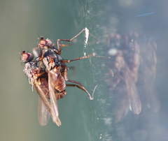 Sphaeroceroidea