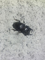 Aegus laevicollis formosae
