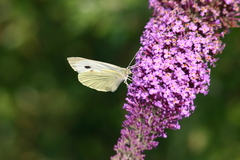 Pieris brassicae