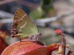 Chlorostrymon simaethis