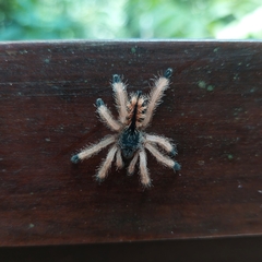 Avicularia avicularia