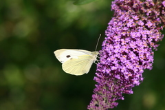 Pieris brassicae