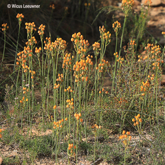 Ornithogalum dubium