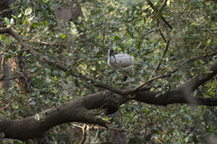 Threskiornis melanocephalus