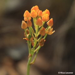 Ornithogalum dubium
