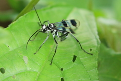 Priochilus gloriosum