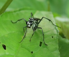 Priochilus gloriosum